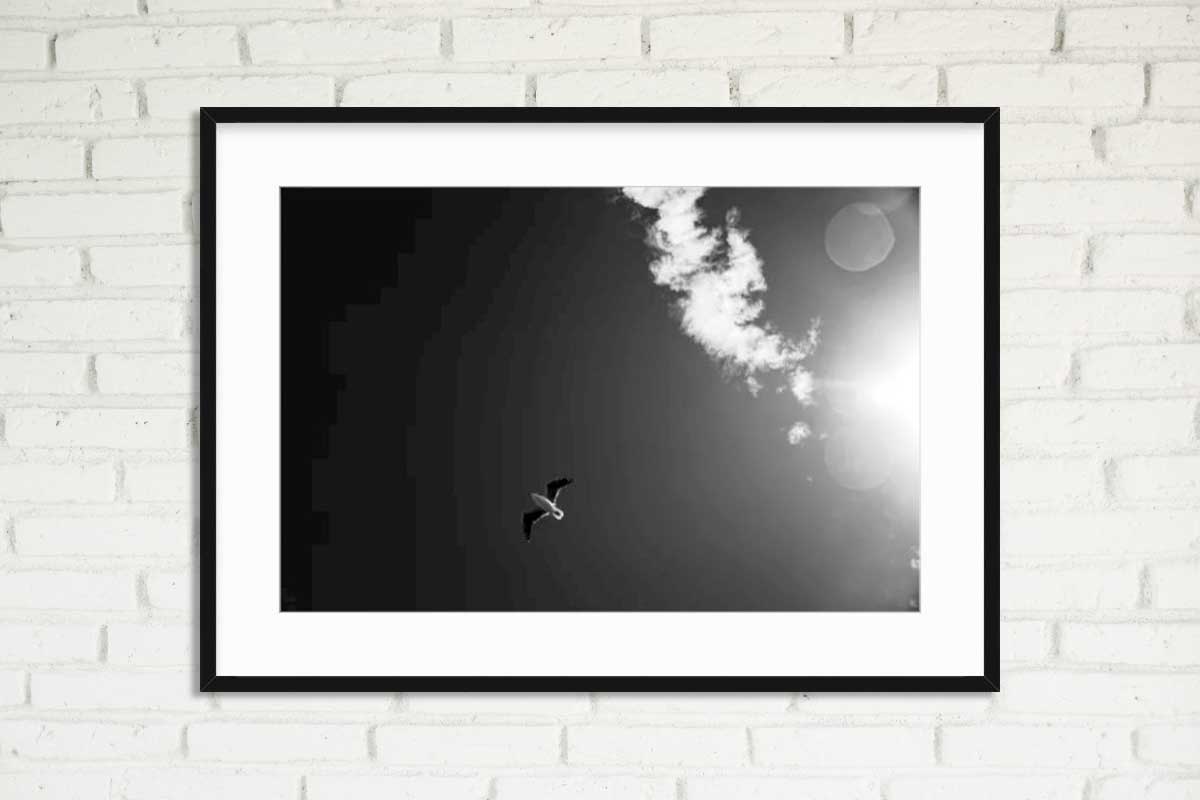 Framed gull by kaylob eyles